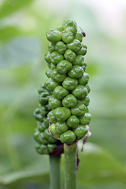 Изображение особи Arum korolkowii.