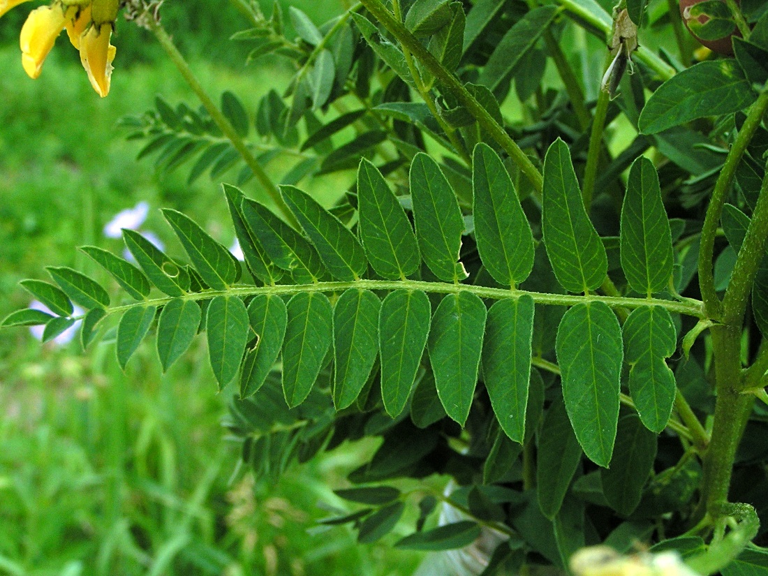 Image of Astragalus propinquus specimen.