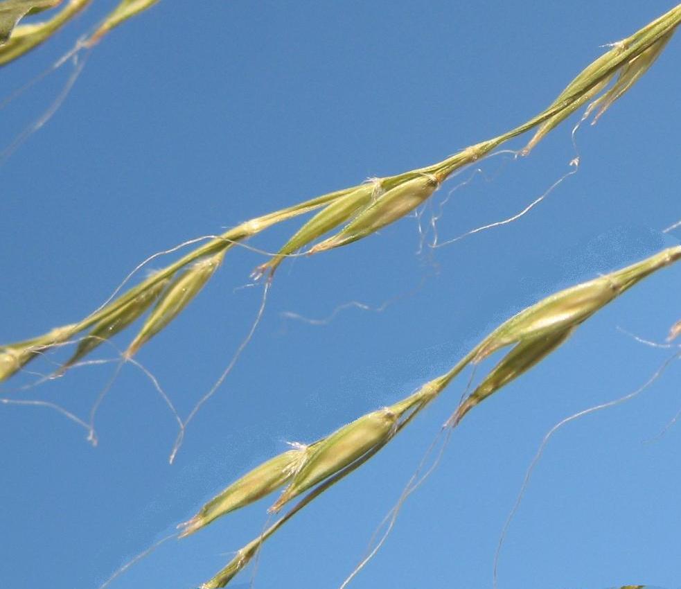 Image of Microstegium japonicum specimen.