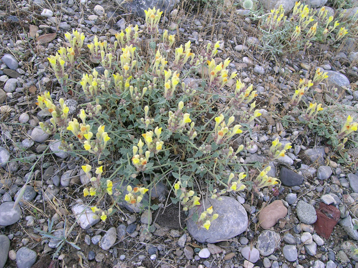 Изображение особи Scutellaria comosa.