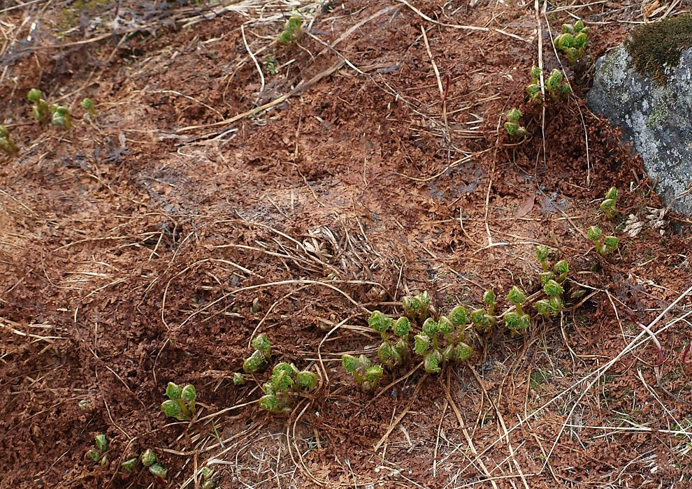 Image of Athyrium distentifolium specimen.