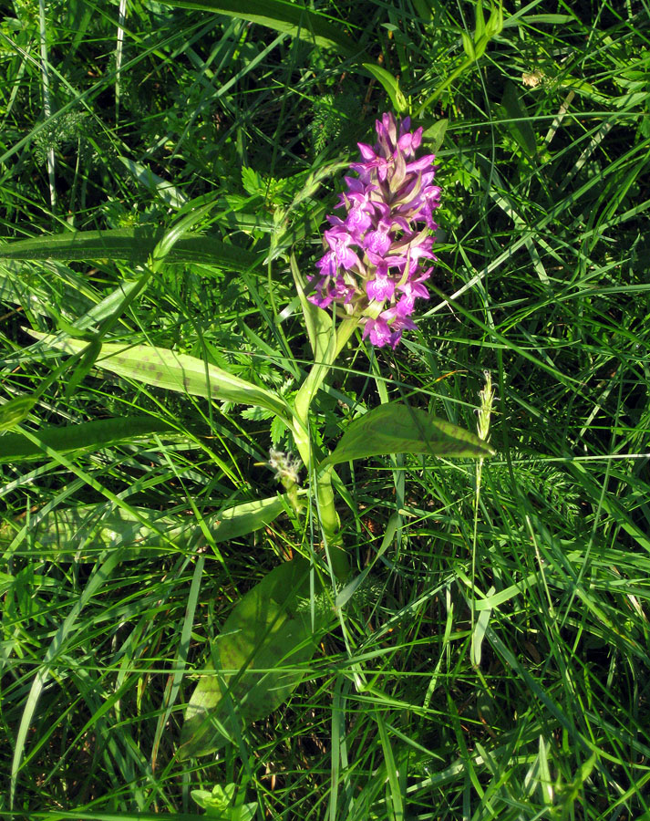 Image of Dactylorhiza majalis specimen.