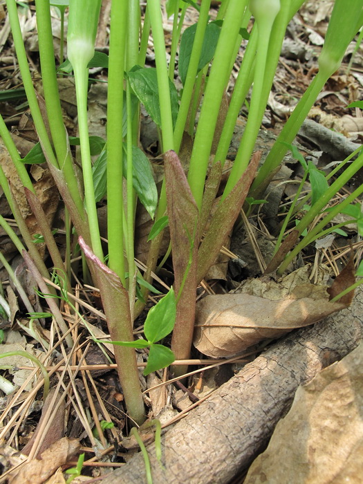 Image of Arisaema amurense specimen.