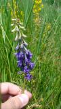 Delphinium freynii