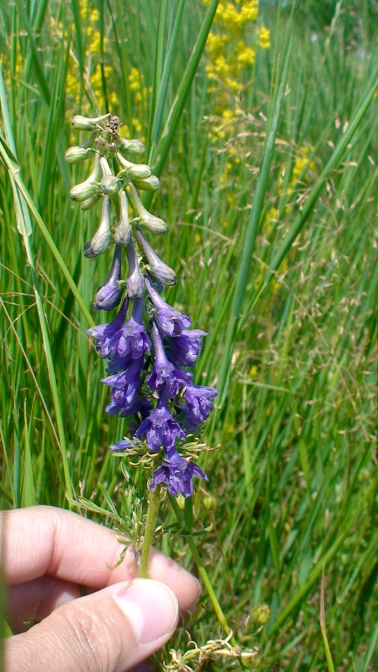 Image of Delphinium freynii specimen.