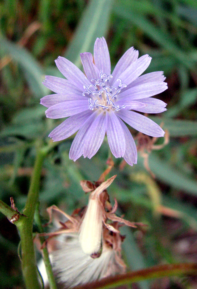 Image of Lactuca tatarica specimen.