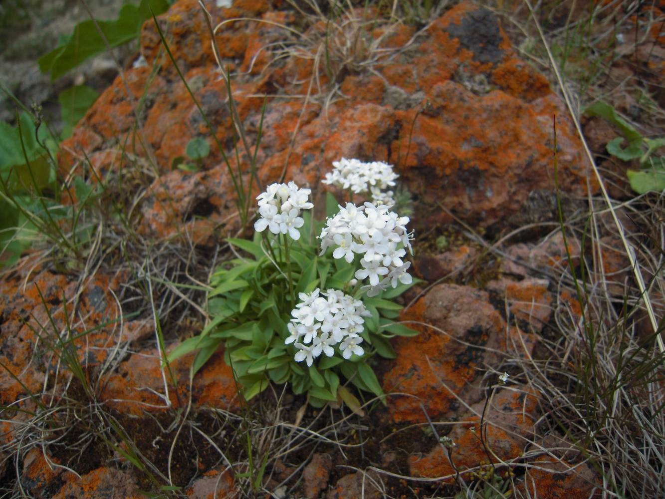 Image of Valeriana jelenevskyi specimen.