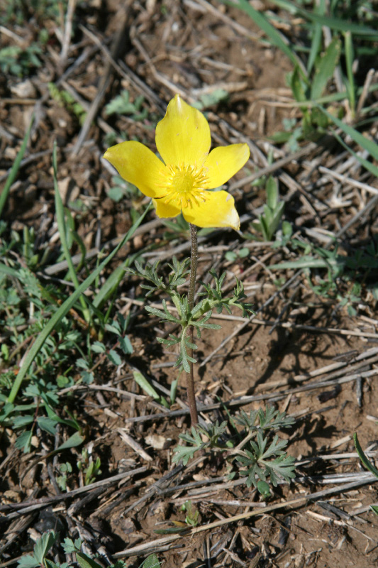 Image of Anemone petiolulosa specimen.