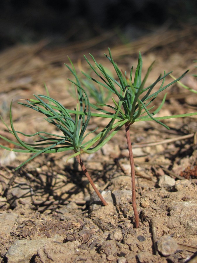 Изображение особи род Pinus.