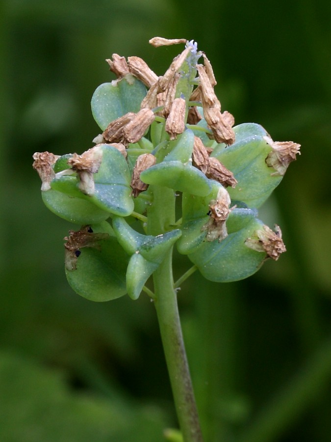 Изображение особи Muscari botryoides.