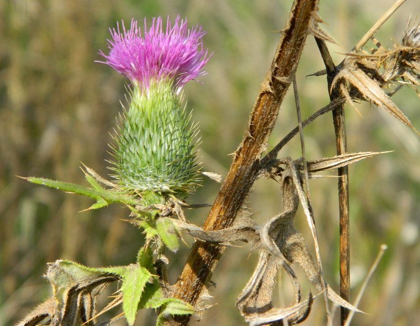 Image of Cirsium vulgare specimen.