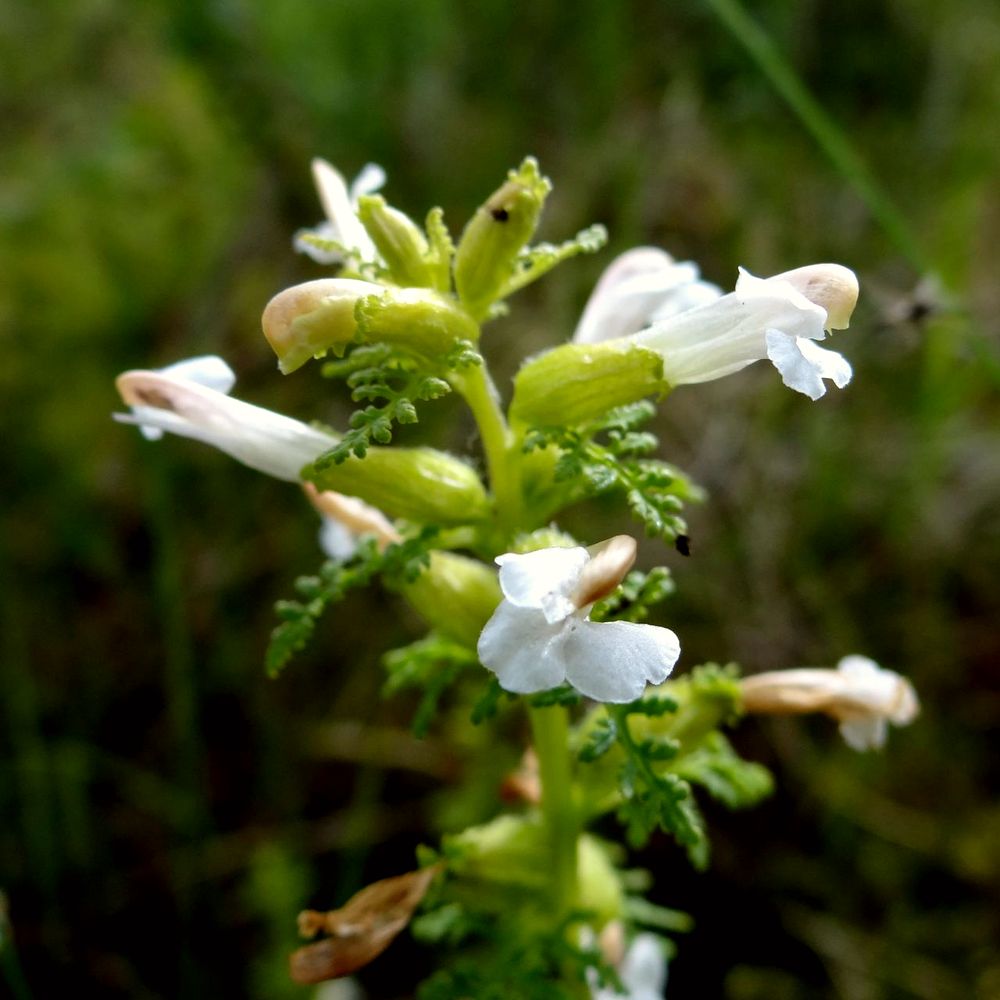 Изображение особи Pedicularis palustris.