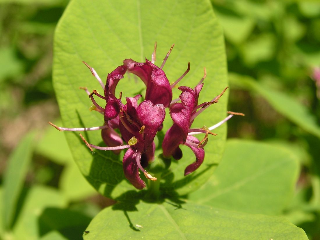 Image of Lonicera chamissoi specimen.