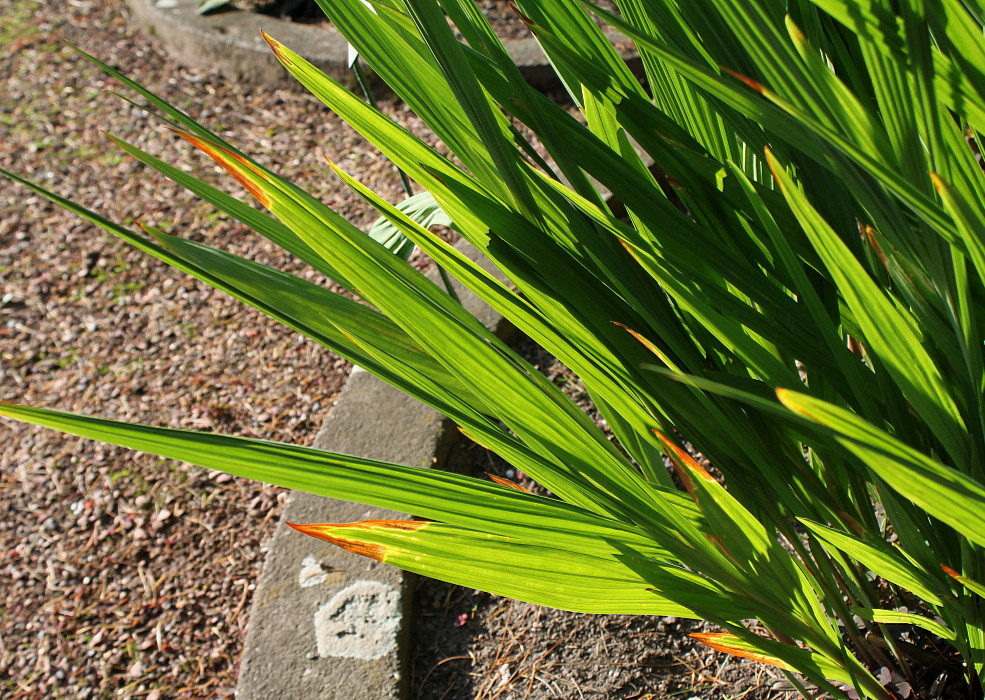 Image of Crocosmia masoniorum specimen.