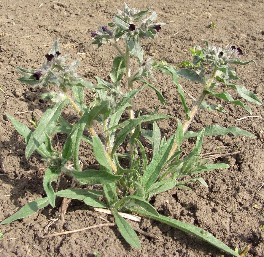 Image of Nonea rossica specimen.