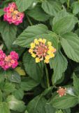 Lantana camara