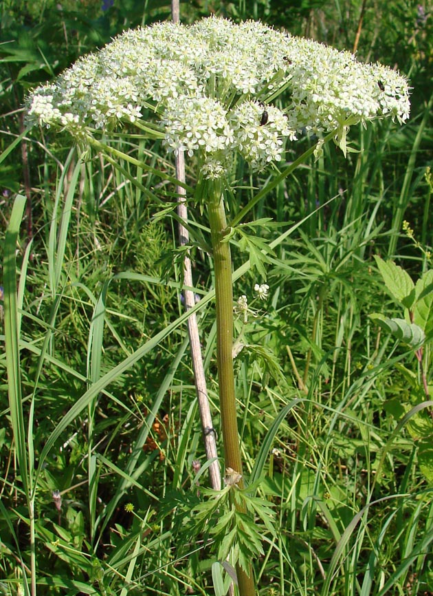 Image of Pleurospermum uralense specimen.