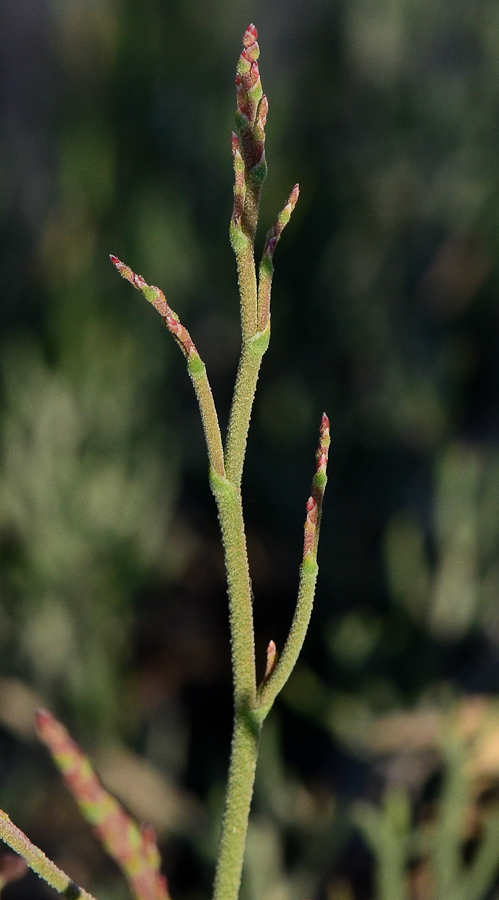 Image of Limonium pruinosum specimen.