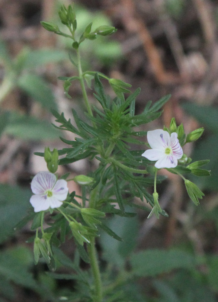 Image of Veronica caucasica specimen.