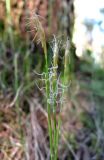 Carex alba