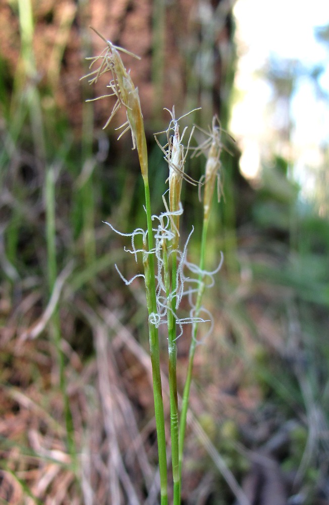 Изображение особи Carex alba.