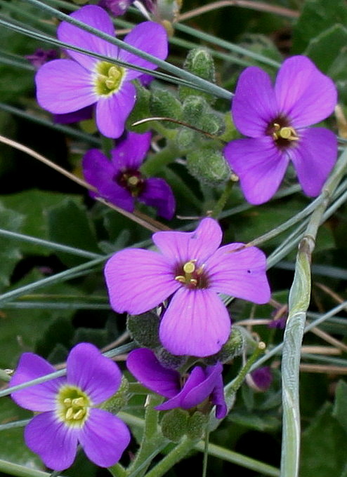 Image of Aubrieta &times; cultorum specimen.