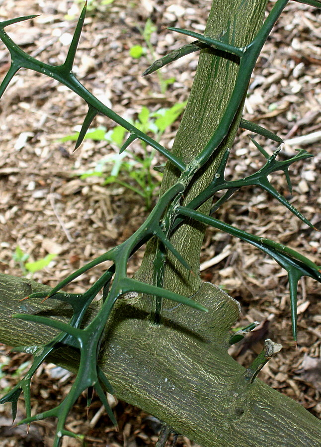 Image of Poncirus trifoliata specimen.