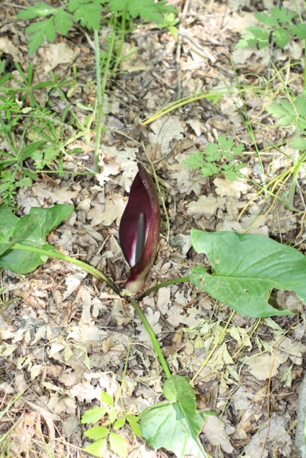 Image of Arum elongatum specimen.