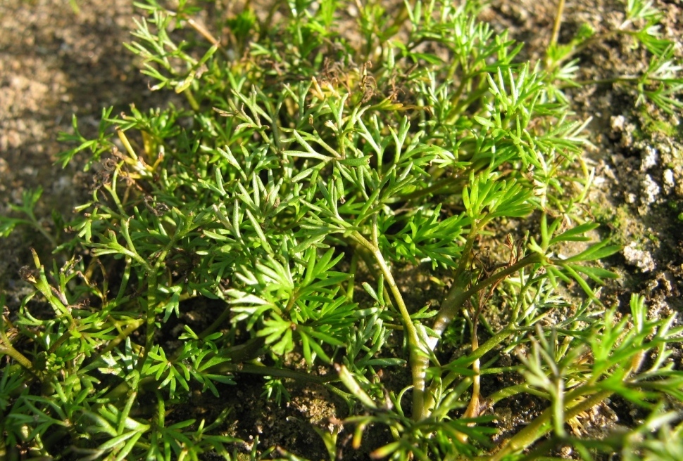 Image of Ranunculus trichophyllus specimen.