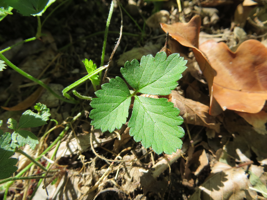 Image of Duchesnea indica specimen.