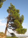 Pinus pityusa