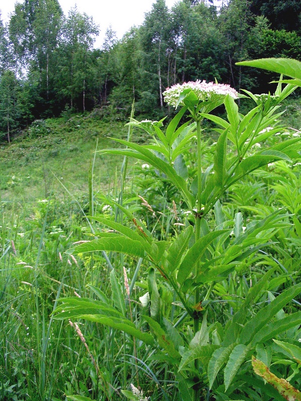 Image of Sambucus ebulus specimen.