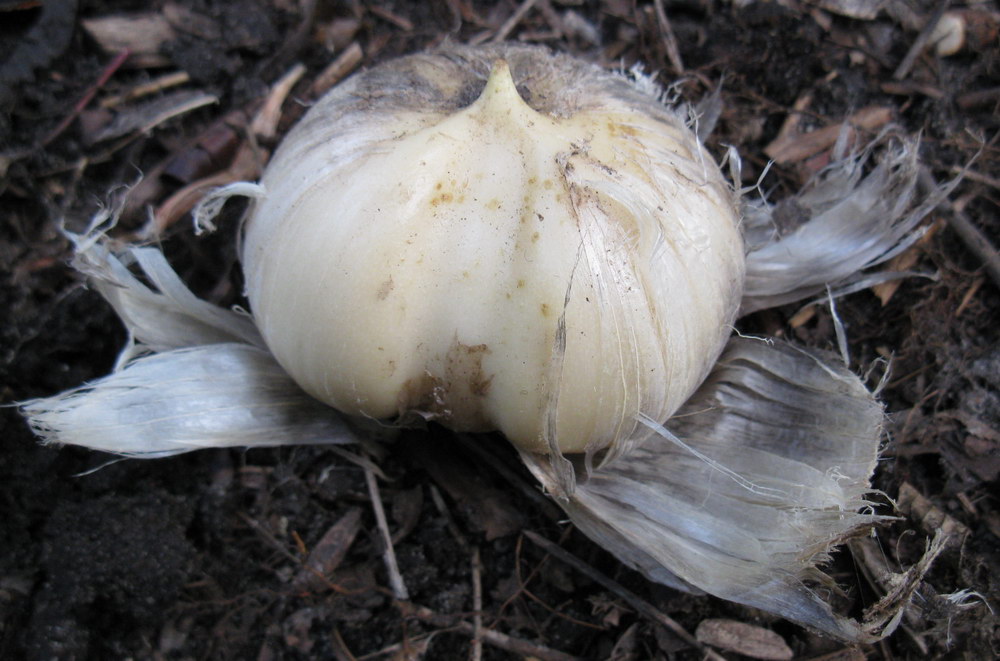 Image of Allium cristophii specimen.