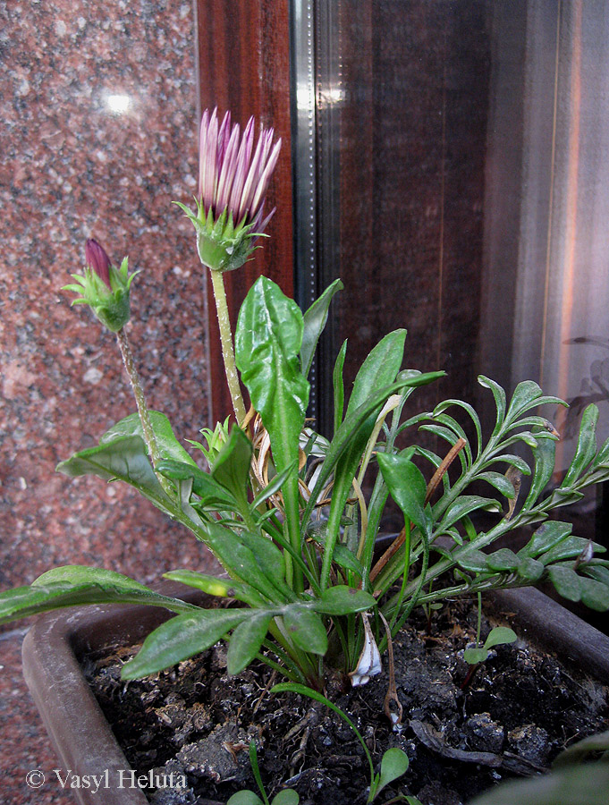 Image of genus Gazania specimen.