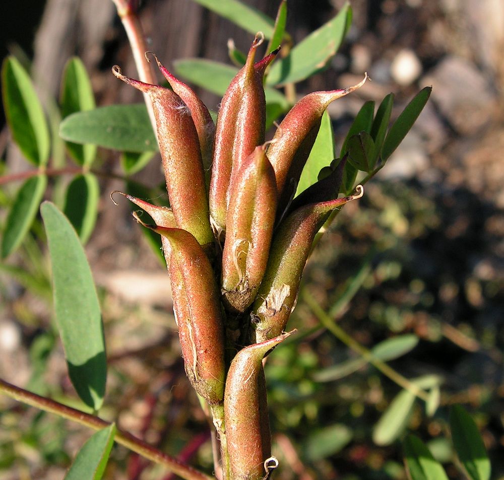 Image of Astragalus schelichowii specimen.