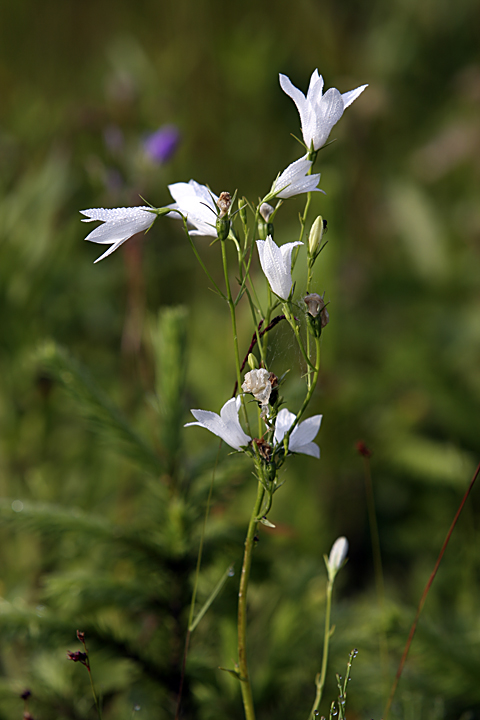 Изображение особи Campanula patula.