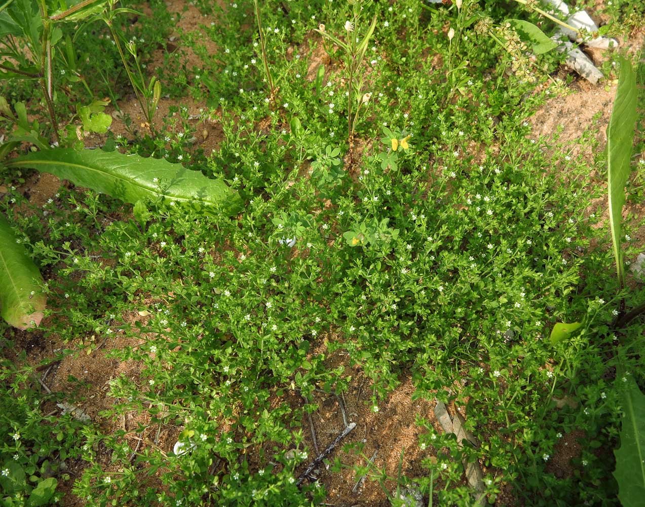 Изображение особи Arenaria leptoclados ssp. viscidula.