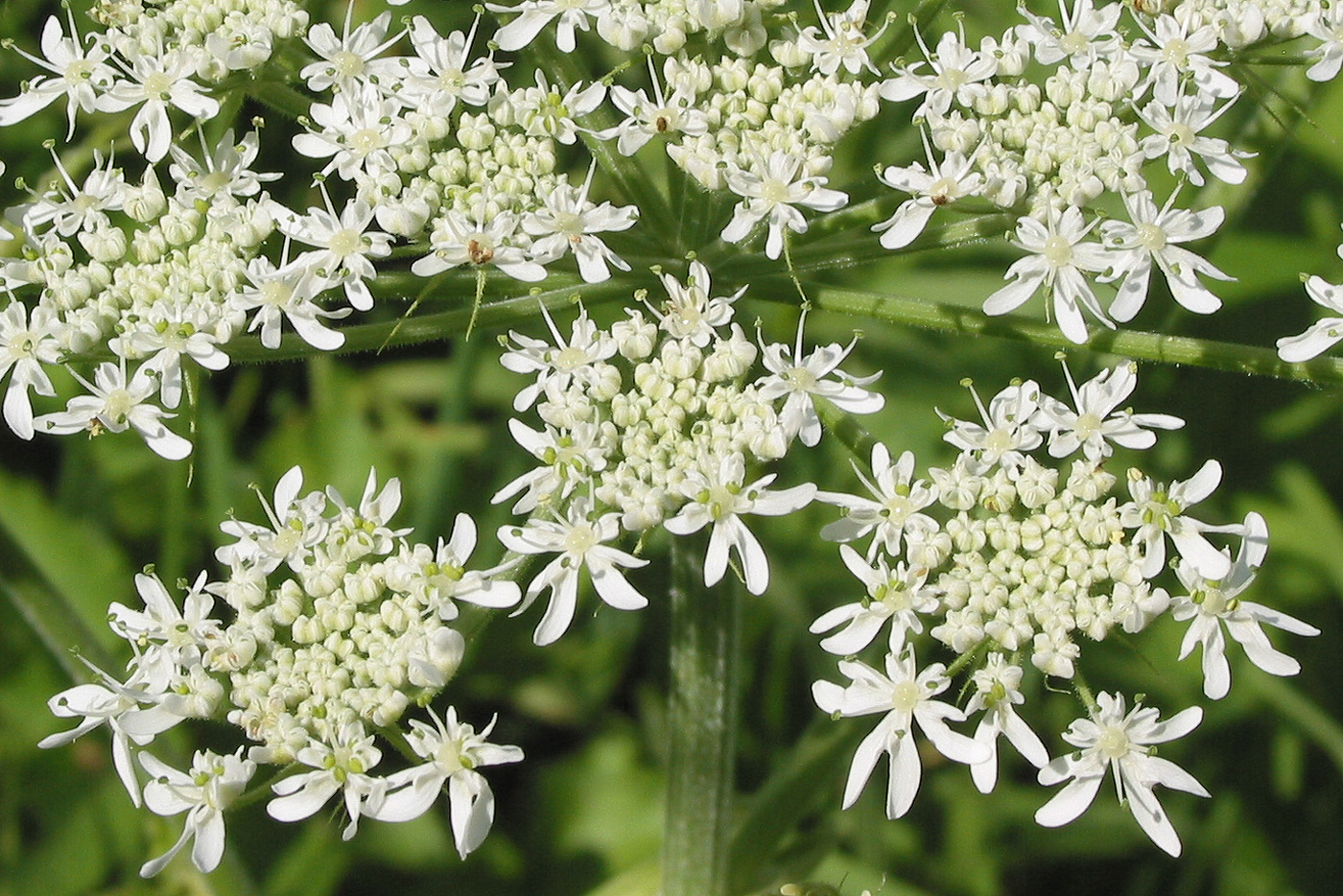 Image of Heracleum dissectum specimen.