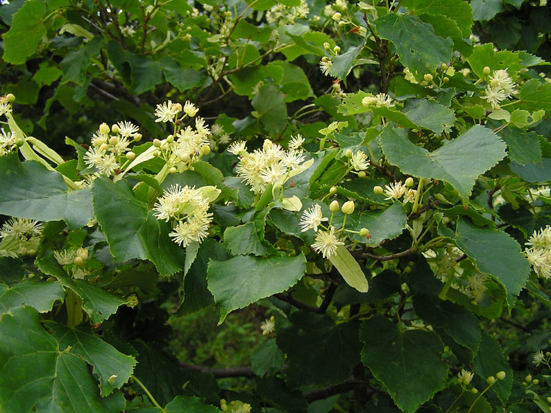 Image of Tilia amurensis specimen.