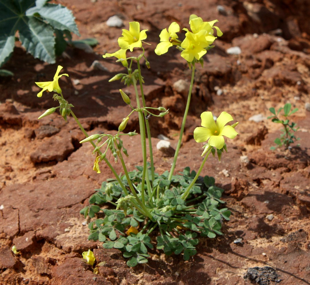 Image of Oxalis pes-caprae specimen.