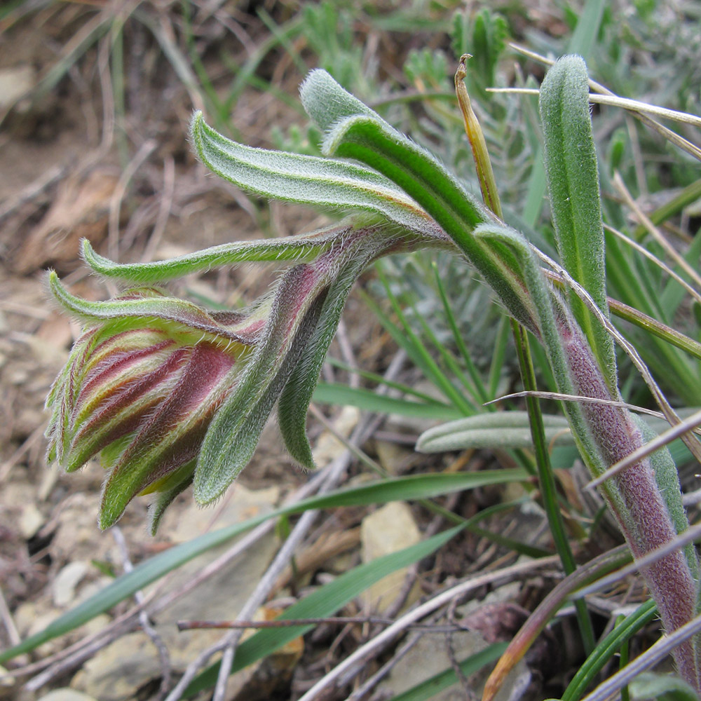 Изображение особи Onosma taurica.