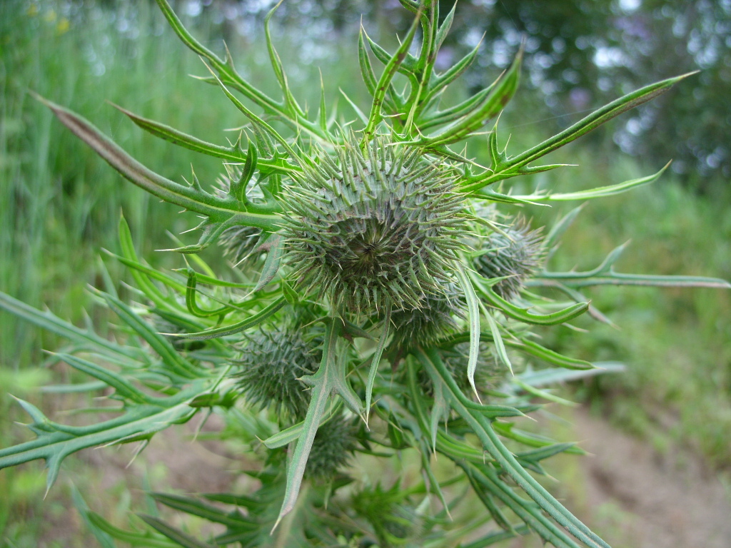 Изображение особи Cirsium pendulum.