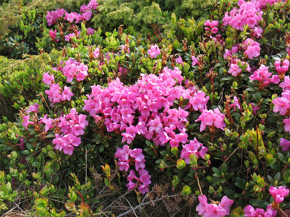 Image of Rhododendron kotschyi specimen.