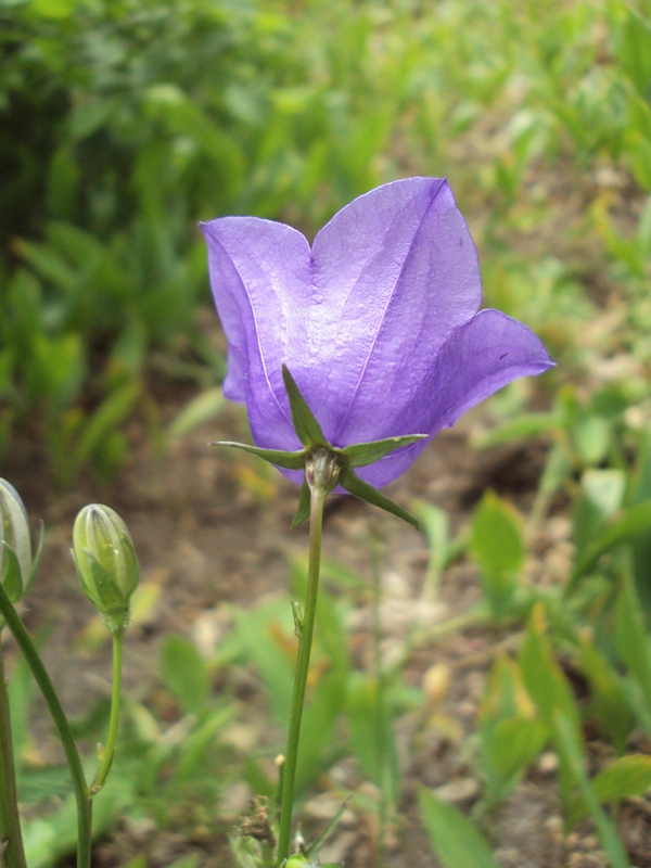 Image of Campanula persicifolia specimen.