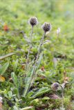 Hieracium alpinum. Расцветающее растение. Мурманская обл., п-ов Средний, мыс Земляной, приморская вороничная тундра. 29.07.2014.