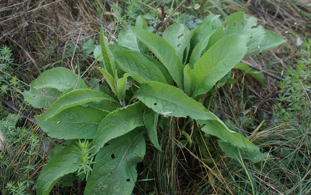 Image of Centaurea phrygia specimen.