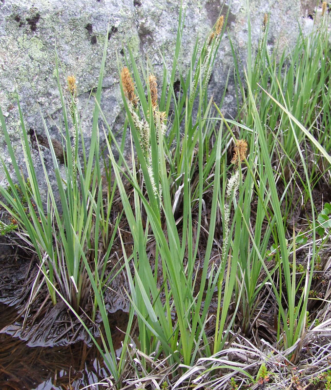 Image of Carex aquatilis specimen.