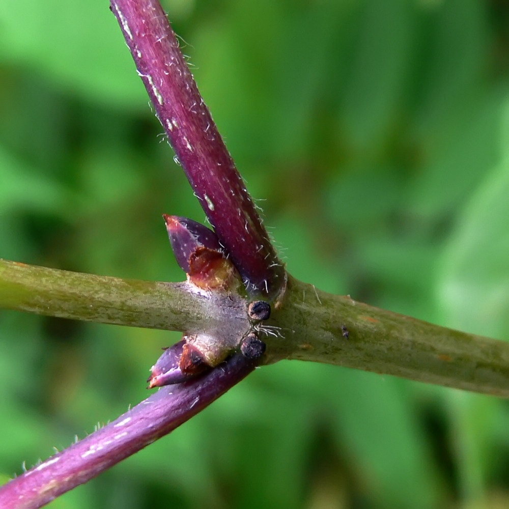 Изображение особи Sambucus sibirica.