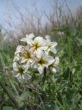 Argusia sibirica. Соцветие с сидящей Microlepidoptera. Казахстан, Акмолинская обл., Тенгиз-Кургальджинская впадина, Кургальджинский запов., вост. берег оз. Султанкельды. 28 мая 2011 г.