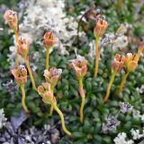 Diapensia lapponica